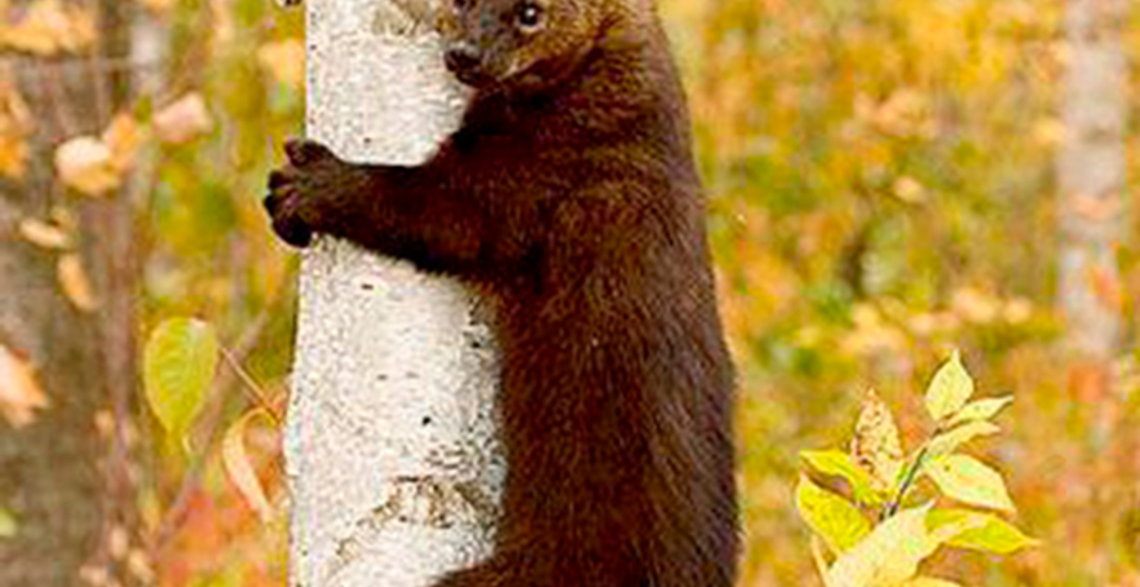 Courtesy Douglas H. Domedion, via Wikimedia Commons