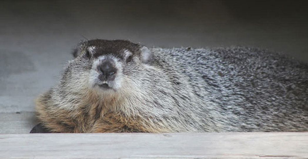 Courtesy Cleveland Museum of Natural History