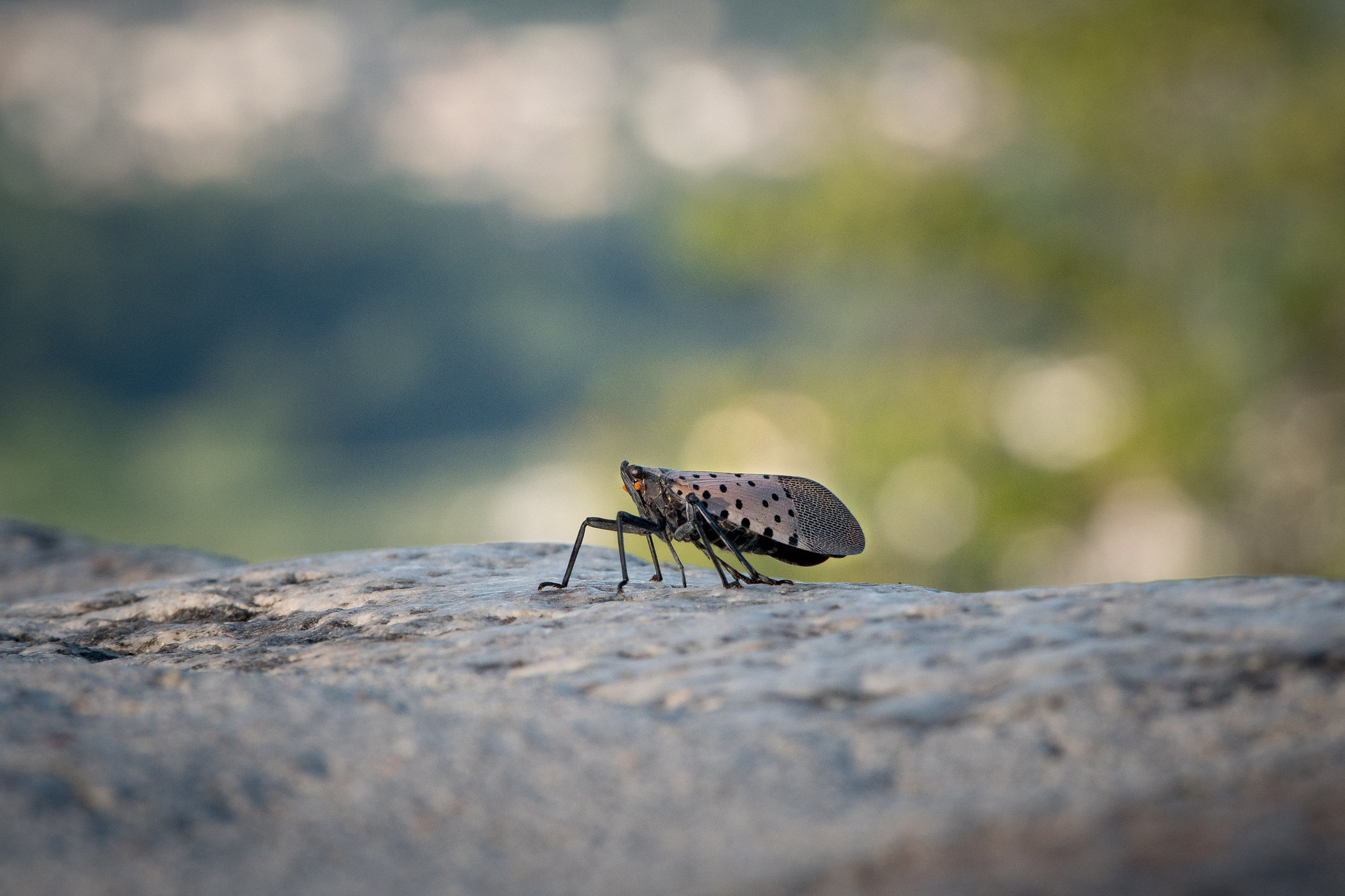 Spotted Lanternflies Are Spreading Quite a Bit in Ohio