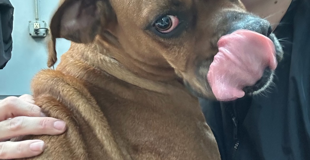 Courtesy Style Mutt