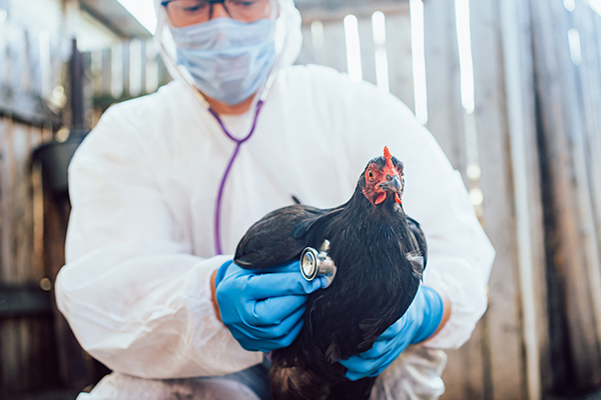 What To Know About Bird Flu in Ohio