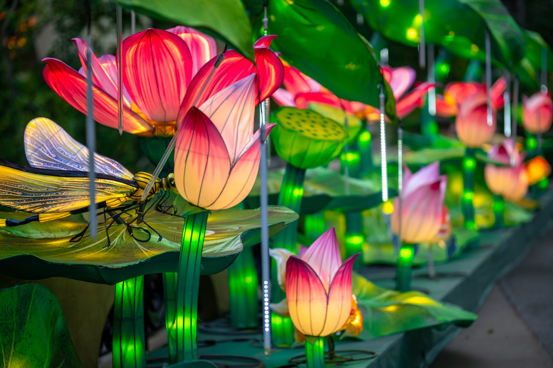 The Asian Lantern Festival Brings Light and Culture to Cleveland Metroparks Zoo