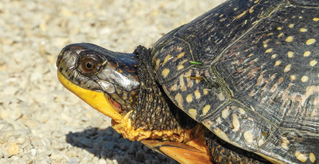 Courtesy Greater Cleveland Aquarium, iStock Photo