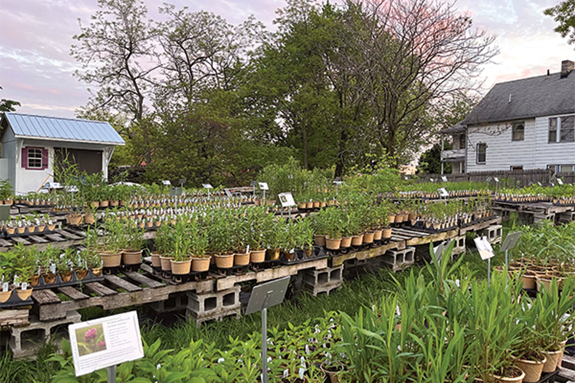 5 Northeast Ohio Nurseries That Offer Native Plants and Flowers