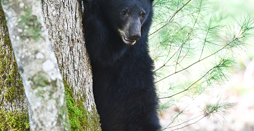 Courtesy Ohio Division of Wildlife